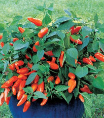 Paprika Tangerine Dream - Capsicum annuum - predaj semien - 7 ks