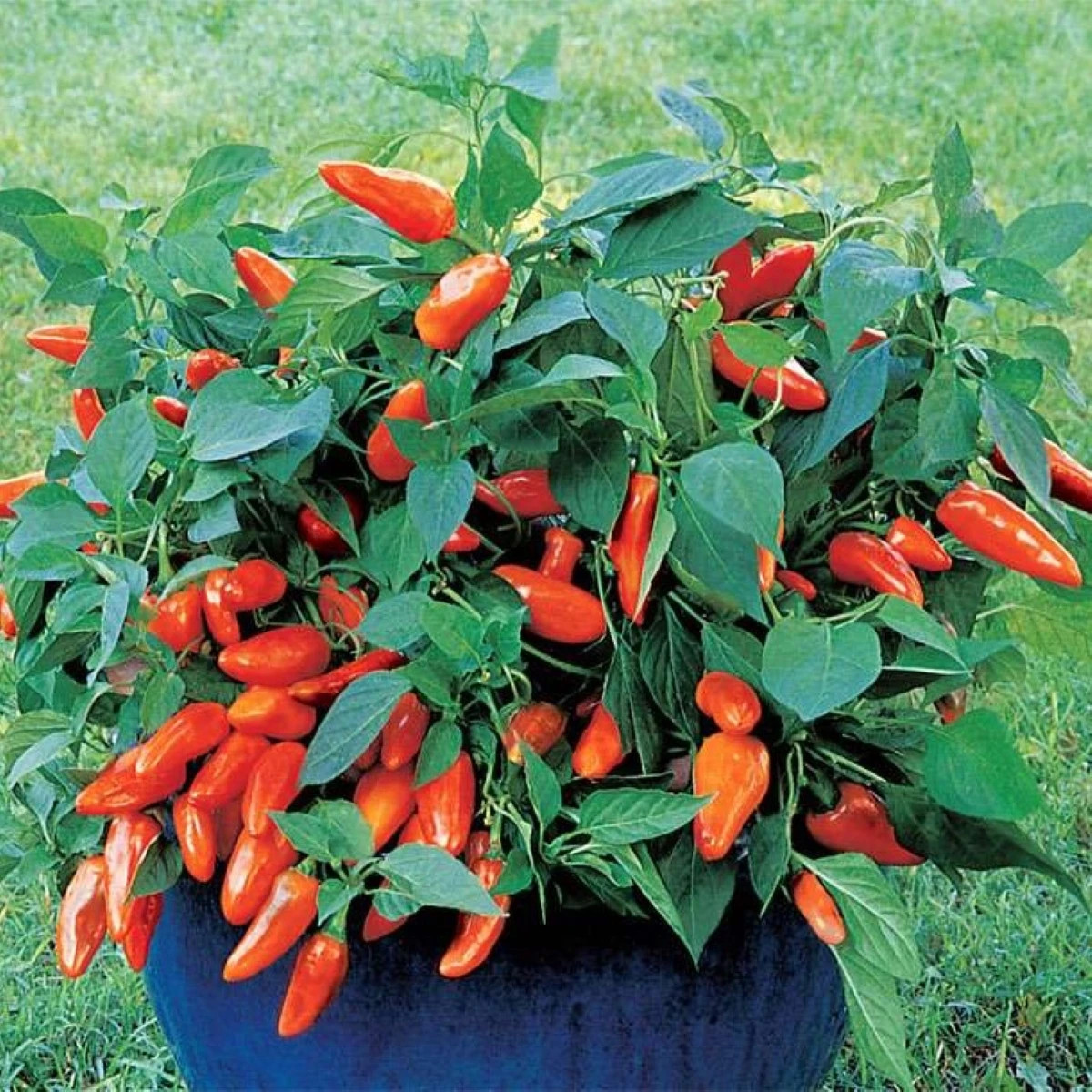 Paprika Tangerine Dream - Capsicum annuum - predaj semien - 7 ks