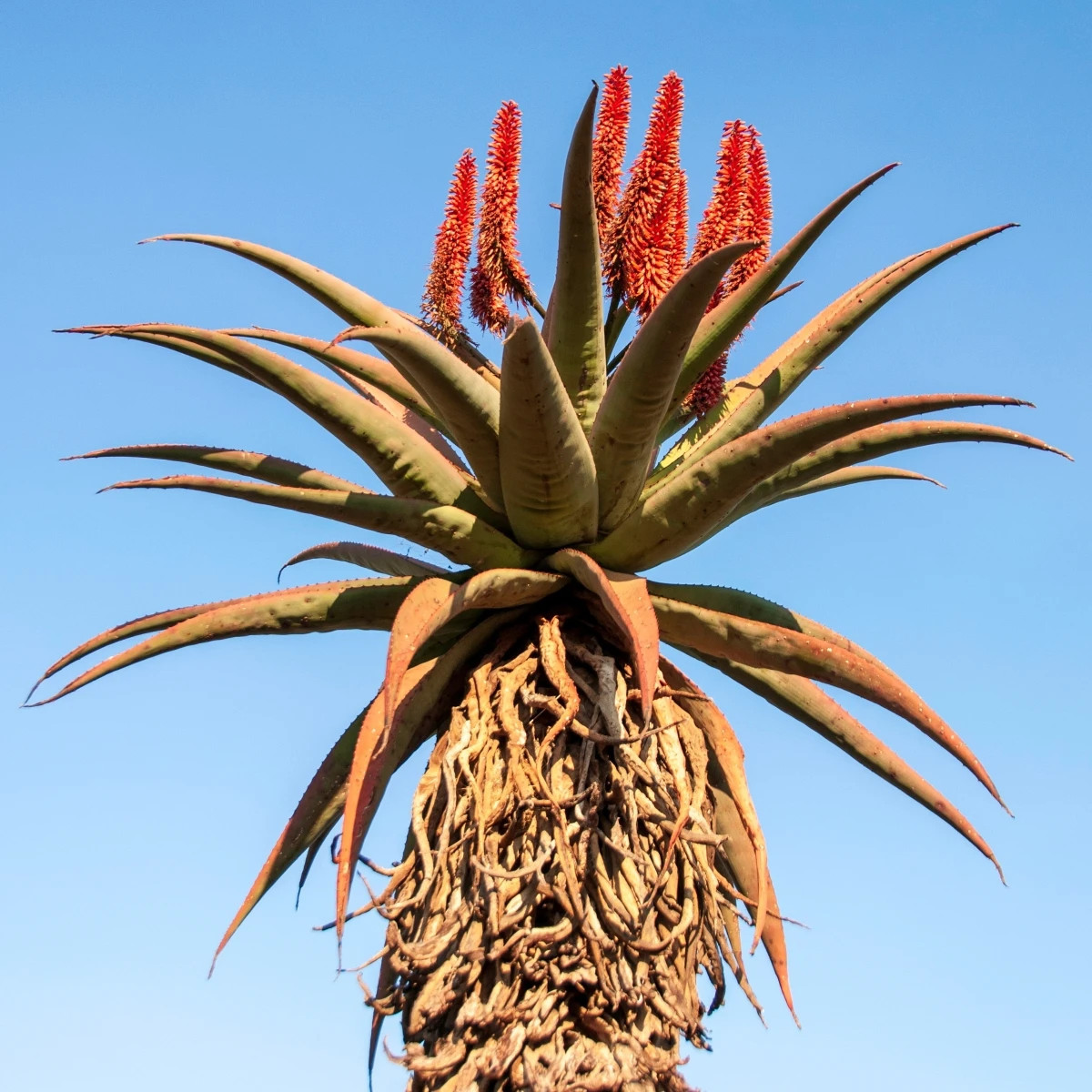 Aloe kapská - Aloe ferox - predaj semien - 6 ks