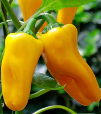 Paprika Snacking Yellow F1 - Capsicum annuum - predaj semien - 5 ks