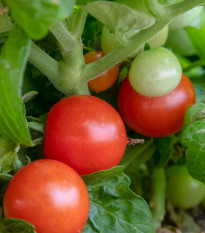 Paradajka Red Robin - Solanum lycopersicum - predaj semien - 6 ks