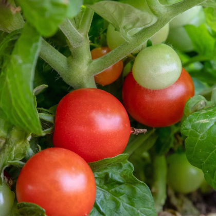 Paradajka Red Robin - Solanum lycopersicum - predaj semien - 6 ks