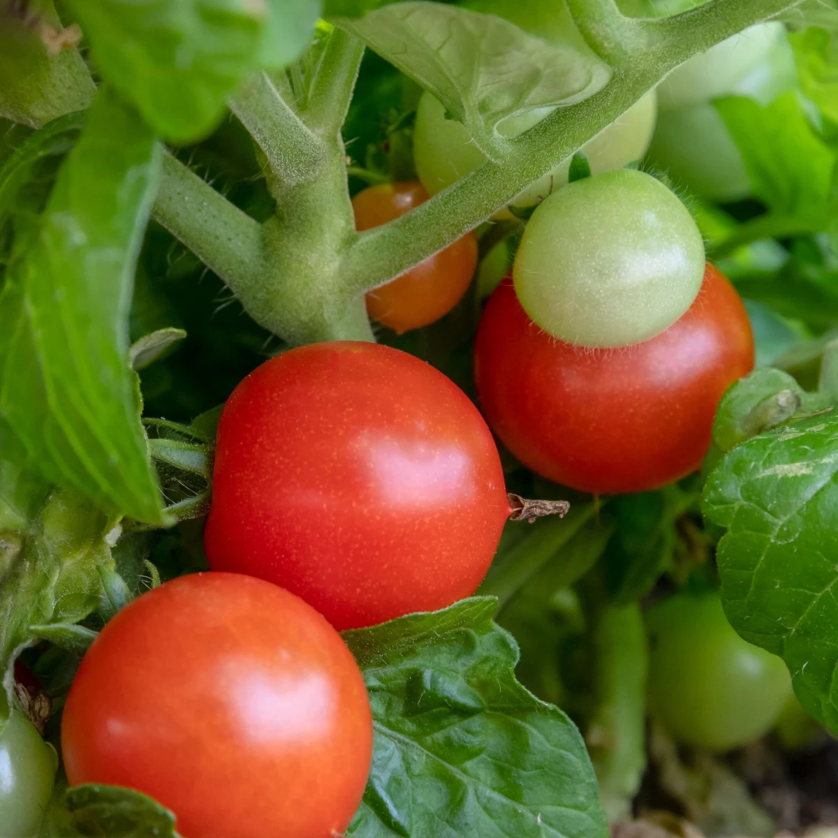 Paradajka Red Robin - Solanum lycopersicum - predaj semien - 6 ks