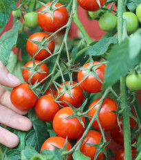 Paradajka kríčková balkónová Vilma - Solanum lycopersicum - predaj semien - 21 ks