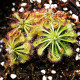 Rosička aliciae - Drosera alicinaea - predaj semien - 10 ks