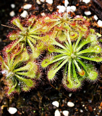 Rosička aliciae - Drosera alicinaea - predaj semien - 10 ks