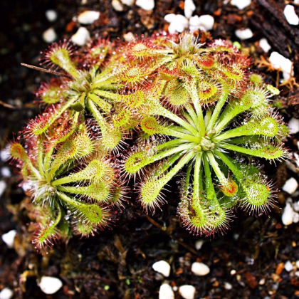 Rosička aliciae - Drosera alicinaea - predaj semien - 10 ks