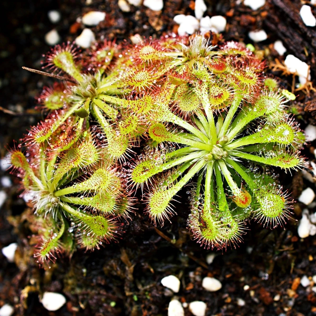 Rosička aliciae - Drosera alicinaea - predaj semien - 10 ks