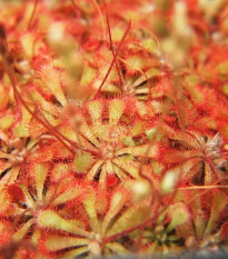 Rosička spathulata – Drosera spathulata – predaj semien rosičky