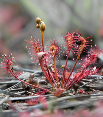 Rosička kapská Red Bonn - Drosera capensis - predaj semien - 10 ks