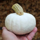 Tekvica White Lamp F1 - Cucurbita pepo - predaj semien - 6 ks