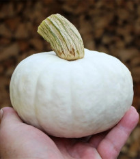 Tekvica White Lamp F1 - Cucurbita pepo - predaj semien - 6 ks