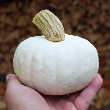Tekvica White Lamp F1 - Cucurbita pepo - predaj semien - 6 ks