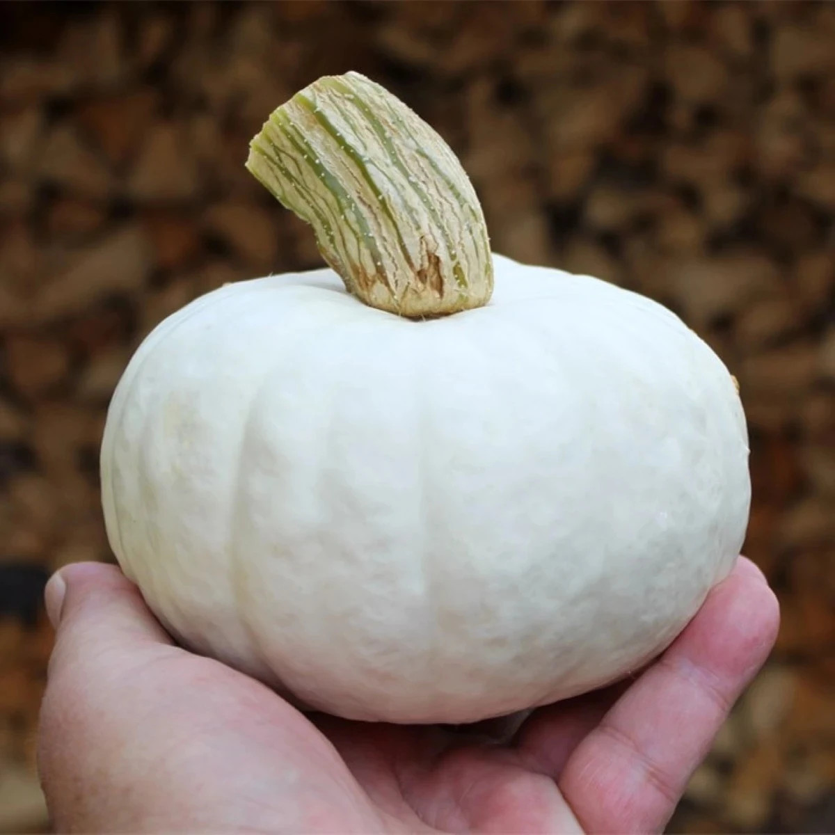 Tekvica White Lamp F1 - Cucurbita pepo - predaj semien - 6 ks