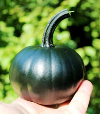 Tekvica Black Bear F1 PMT - Cucurbita pepo - predaj semien - 7 ks