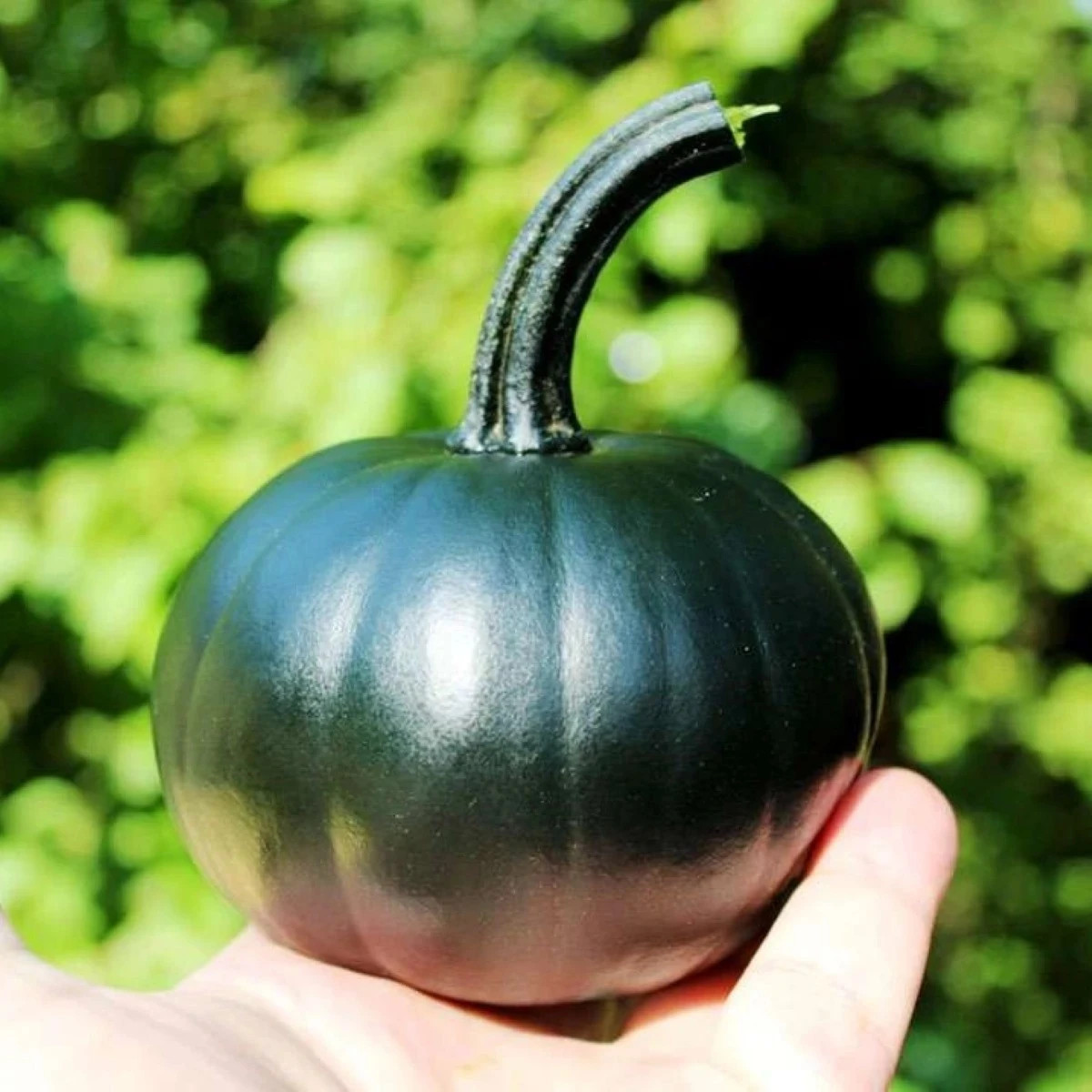 Tekvica Black Bear F1 PMT - Cucurbita pepo - predaj semien - 7 ks