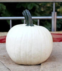 Tekvica okrasná Avalanche F1 PMT - Cucurbita pepo - predaj semien - 6 ks