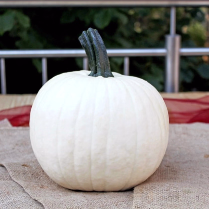 Tekvica okrasná Avalanche F1 PMT - Cucurbita pepo - predaj semien - 6 ks