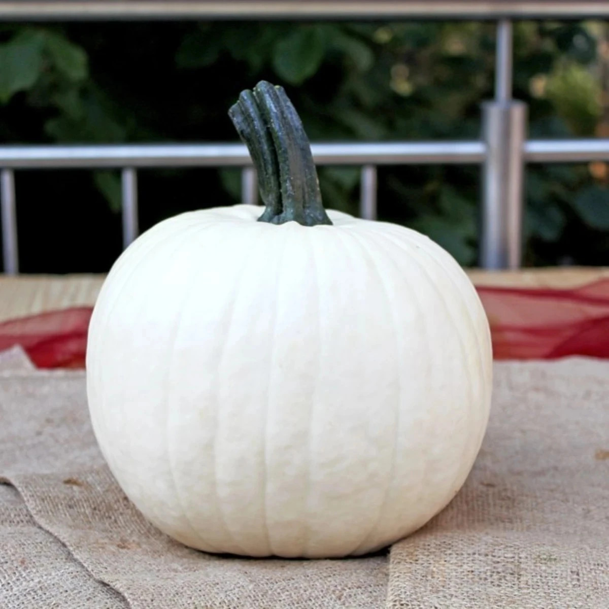 Tekvica okrasná Avalanche F1 PMT - Cucurbita pepo - predaj semien - 6 ks