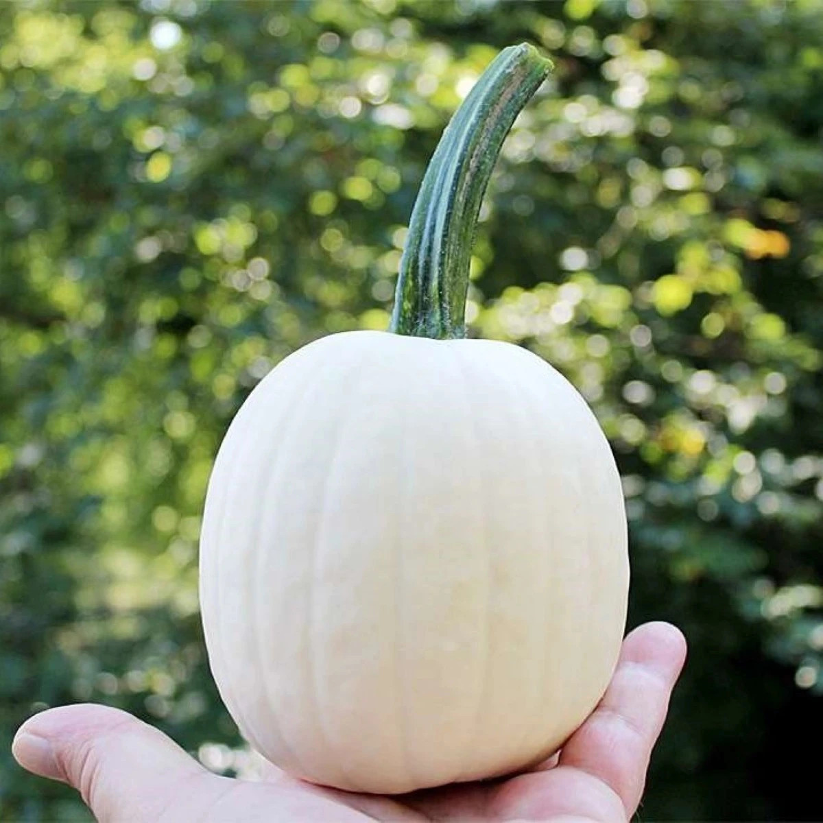 Tekvica okrasná Snowdrop F1 - Cucurbita pepo - predaj semien - 6 ks