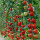 Paradajka tyčková Gardenberry F1 - Solanum lycopersicum - predaj semien - 5 ks