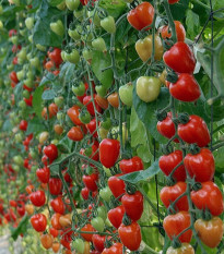 Paradajka tyčková Gardenberry F1 - Solanum lycopersicum - predaj semien - 5 ks