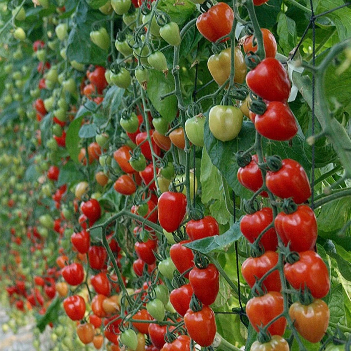 Paradajka tyčková Gardenberry F1 - Solanum lycopersicum - predaj semien - 5 ks
