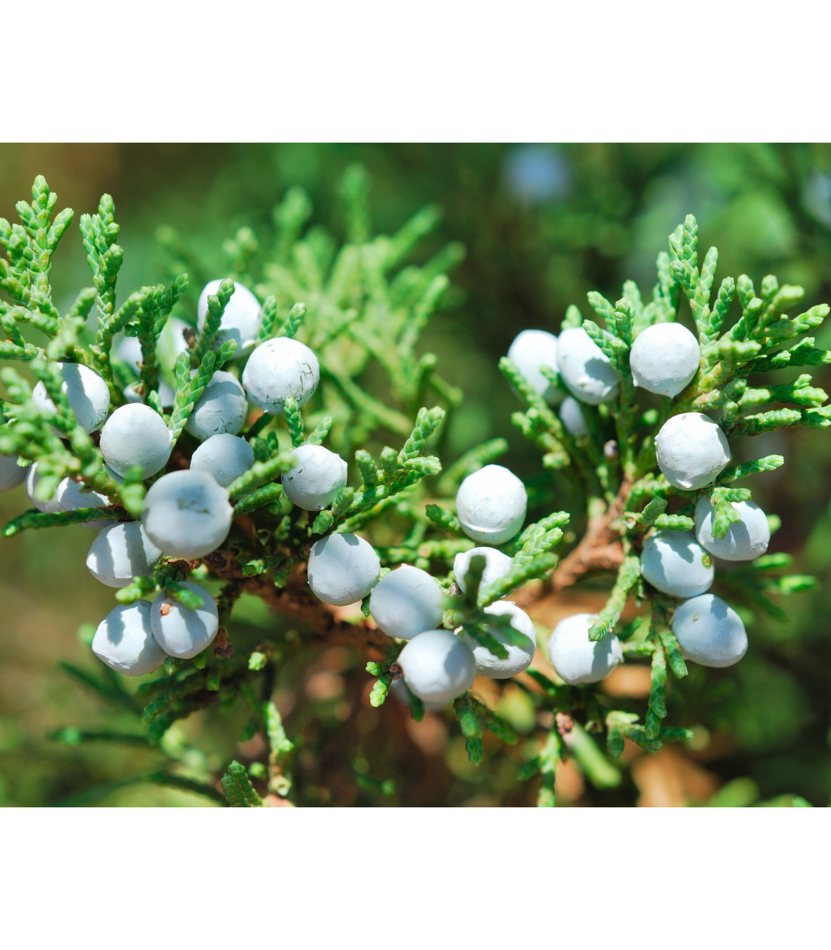 Jalovec osteosperma - Juniperus osteosperma - semiačka - 5 ks