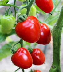 Paradajka tyčková Gardenberry F1 - Solanum lycopersicum - predaj semien - 5 ks