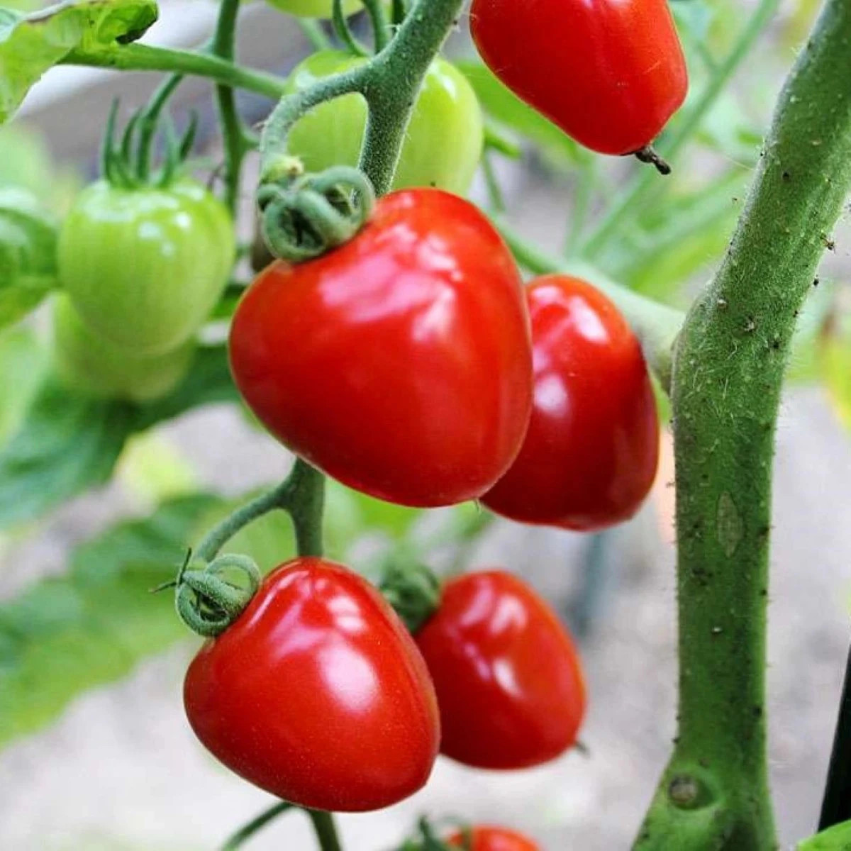 Paradajka tyčková Gardenberry F1 - Solanum lycopersicum - predaj semien - 5 ks