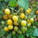 Paradajka Mirabell - Solanum lycopersicum - predaj semien - 6 ks