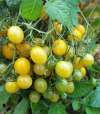 Paradajka Mirabell - Solanum lycopersicum - predaj semien - 6 ks