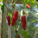 BIO Chilli Jalapeno – Capsicum annuum – predaj bio semien