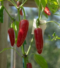 BIO Chilli Jalapeno – Capsicum annuum – predaj bio semien