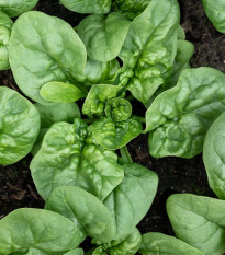 BIO Špenát Butterflay - Spinacia oleracea - predaj bio semien - 70 ks
