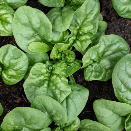 BIO Špenát Butterflay - Spinacia oleracea - predaj bio semien - 70 ks