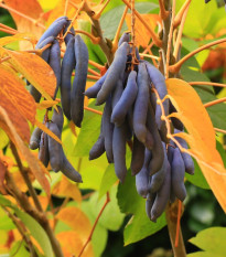 Dekaisnea Fargesova - modrá fazuľa - Decaisnea fargesii - predaj semien - 8 ks