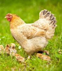 BIO Trávna zmes na zatrávnenie výbehov a pastvín - zmes tráv - predaj semien - Sativa - 500 g