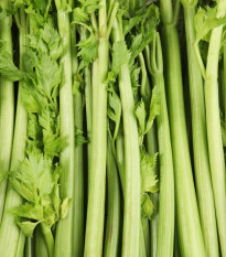 BIO Zeler stopkový Tall Utah - Apium graveolens - predaj semien - 80 ks