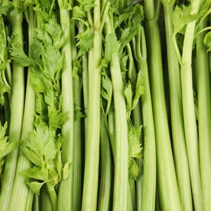 BIO Zeler stopkový Tall Utah - Apium graveolens - predaj semien - 80 ks