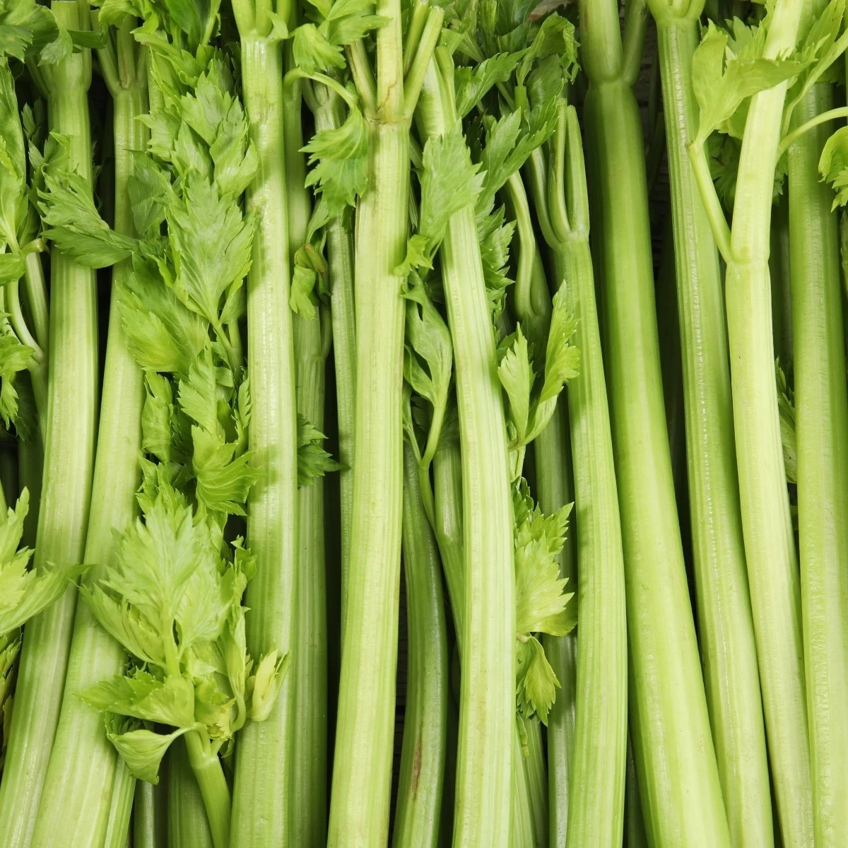 BIO Zeler stopkový Tall Utah - Apium graveolens - predaj semien - 80 ks