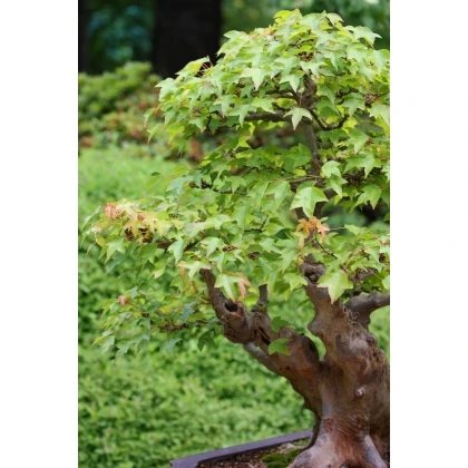 Javor Bürgerov - bonsai Acer buergeranum - semená javora - 5 ks