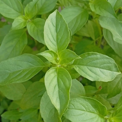 BIO Bazalka citrónová - Ocimum basilicum - predaj semien - 100 ks