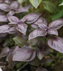 BIO Bazalka Rosso červená - Ocimum basilicum - predaj bio semien - 100 ks