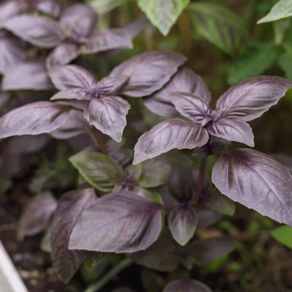 BIO Bazalka Rosso červená - Ocimum basilicum - predaj bio semien - 100 ks