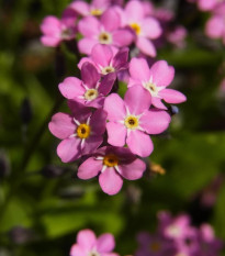 Nezábudka lesná Rosylva - Myosotis sylvatica - predaj semien - 60 ks