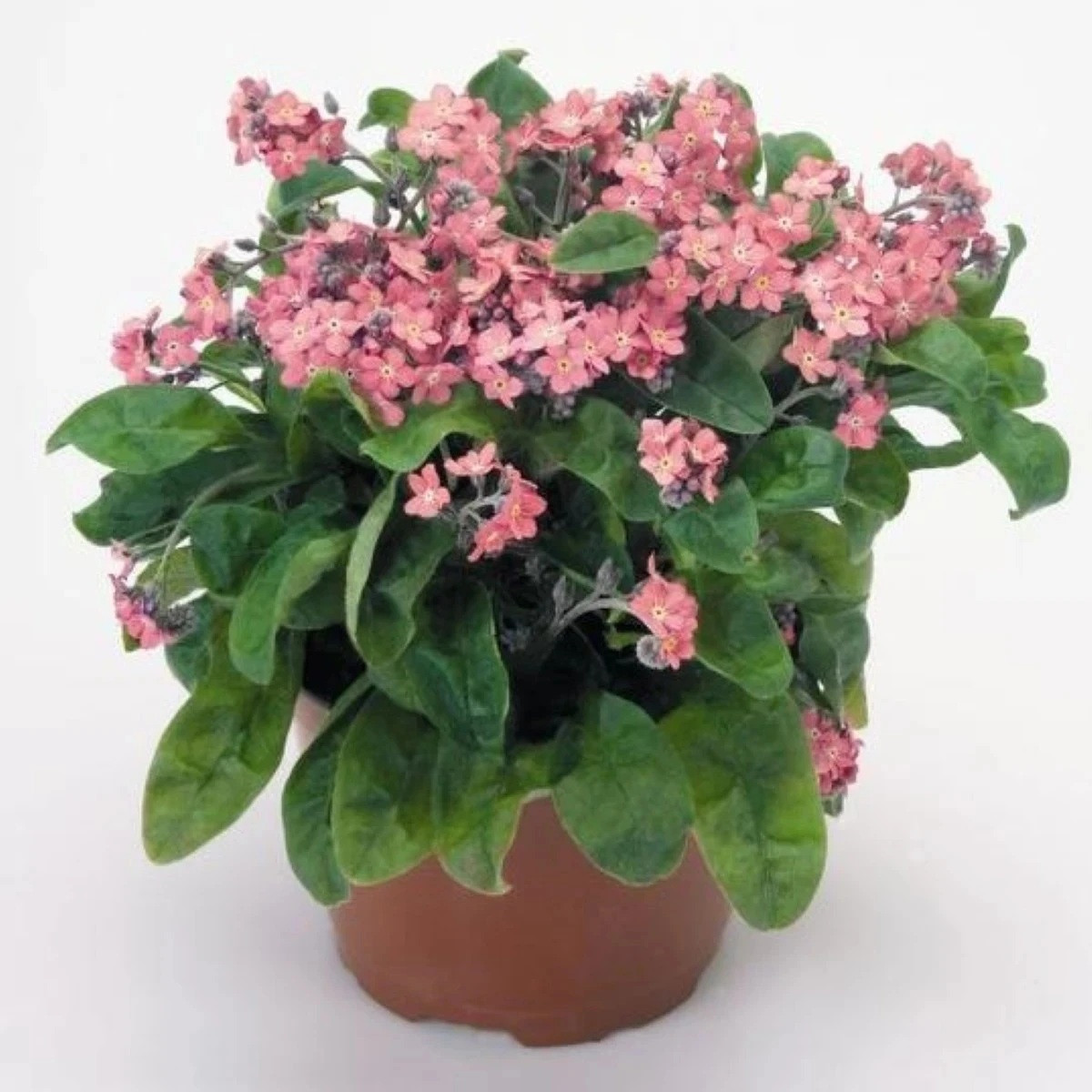 Nezábudka lesná Rosylva - Myosotis sylvatica - predaj semien - 60 ks