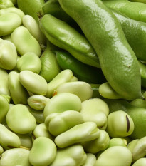 Bôb obyčajný biely Dreifach Weisse - Vicia faba - predaj semien - 20 ks