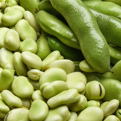 Bôb obyčajný biely Dreifach Weisse - Vicia faba - predaj semien - 20 ks