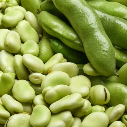 Bôb obyčajný biely Dreifach Weisse - Vicia faba - predaj semien - 20 ks